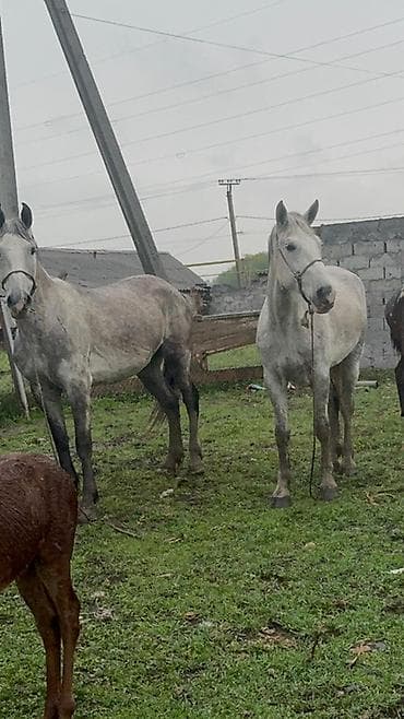 лучший ветеринар бишкек: Продаю | Кобыла (самка) | Рабочий — 9