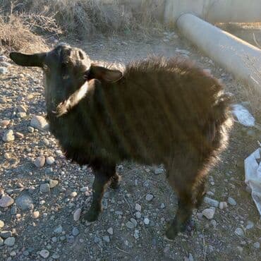 отдам котят в добрые руки бишкек: Продоем козлят улактар возраст 7 мес.цена10тыс .на выпасе — 2