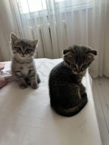 купить котёнка шотландского вислоухого: Скотиш Фолд (Шотландская вислоухая), 2 месяца, Девочка — 1