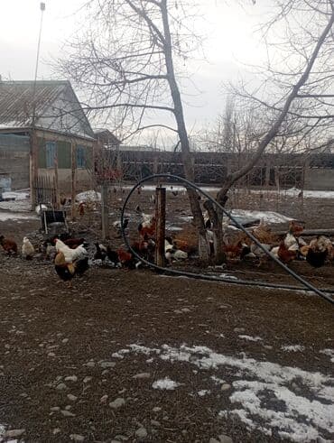 курица купить: Продаю | Куры | Для разведения — 8