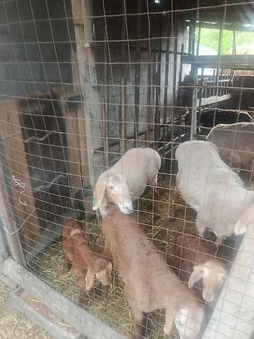 восточно европейский овчарка: Продаю | Овца (самка) | Для разведения | Матка — 3