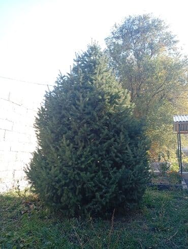 дом для кур: Ель (живое дерево) Ёлка - Порода: ель (хвоя густая, тёмно‑зелёная — 2