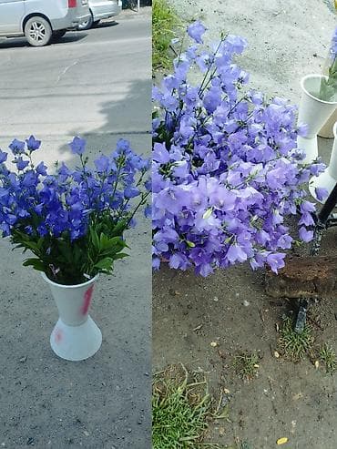 Продам Кампанеллу (колокольчик). куст 200сом. также есть букеты