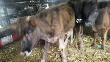 продажа попугаев: Продаю | Бык (самец) | На откорм — 7