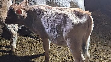 Животные: Продаю | Музоо, торпок | На откорм | Искусственник — 3