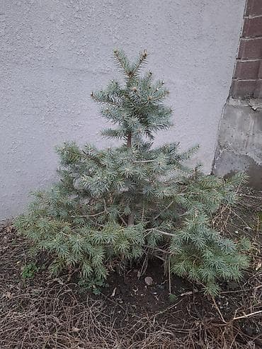 саженцы деревьев: Сосна обыкновенная и ель колючая (голубая) — саженцы для озеленения — 9