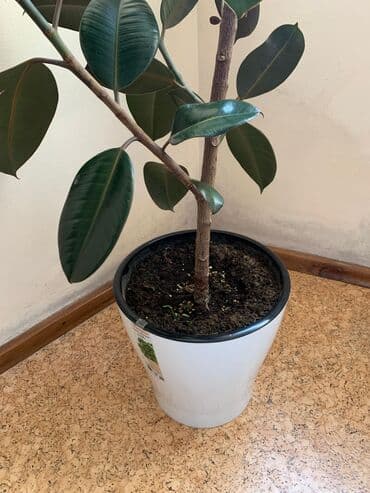 диффенбахия купить: 2 фикуса в горшке и 1 диффенбахия. про фикусы: Высота 1.5 - 2 метра — 7