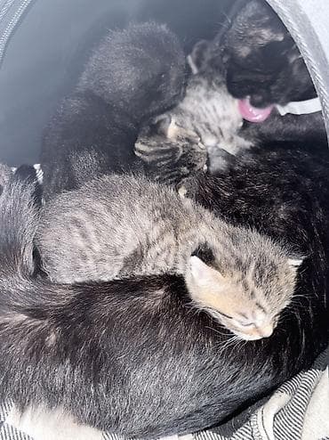 Отдам даром кошку: Вязка: Скотиш Страйт (Шотландская прямоухая), Мальчик, 2 года, Золотая шиншилла — 3