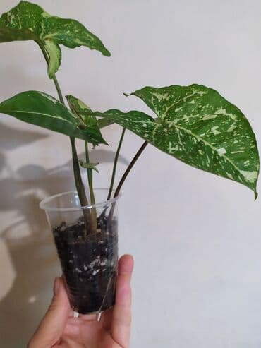 аквариум цены: Продаю комнатные растения: 🌿‌Сциндапсус «Энджой» (Epipremnum N' Joy) — 6