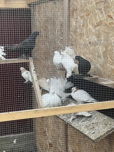 птичий зоопарк: Голуби декоративных пород - Породы и окрасы: павлины белые и цветные — 1