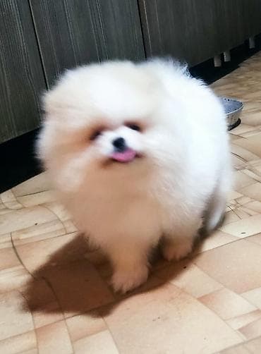 белый шпиц: Шпиц, 2 месяца, Самка, С прививкой, С родословной — 1