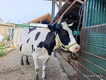 Животные: Продаю | Корова (самка) | Голштин | Для молока | Привязанные — 5