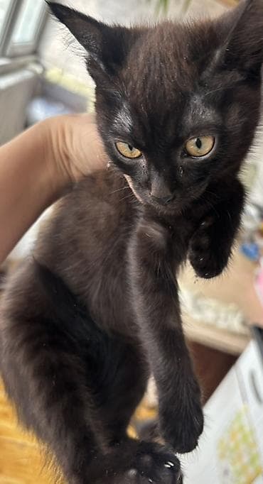 Кошки: Отдам котят и кота в хорошие руки!!!!! 

Звонить и писать по номеру — 1