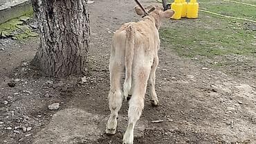 пш метр: Сатам | Бука (эркек), Кунаажын | Бордоп семиртүү үчүн | Байланган — 6