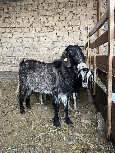 кукуруз продаю: Продаю | Коза (самка) | Для разведения — 10