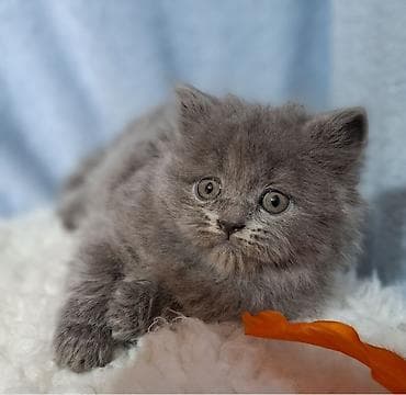 scottish fold: Скотиш Страйт (Шотландская прямоухая), 2 месяца, Мальчик, Голубой, Приучена к лотку, Проглистована — 4