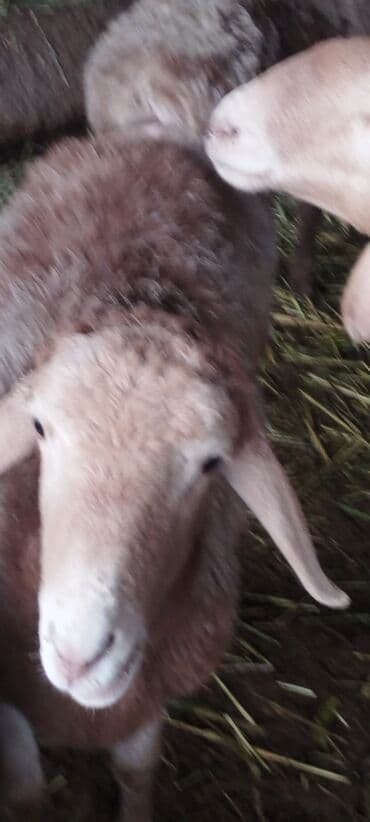 собака курцхаар: Сатам | Кочкор (эркек) | Союуга — 3