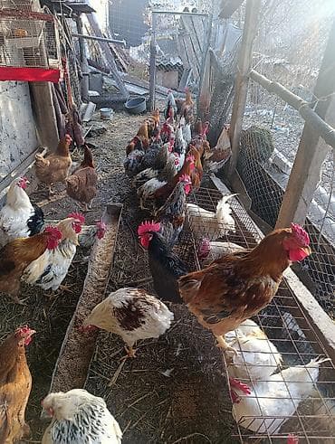 Петухи большие