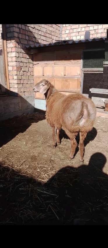 отдам даром вислоухого котенка: Продаю | Ягненок | Арашан — 1