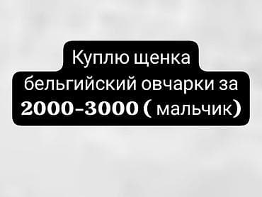 животные собаки: Бельгийская овчарка, 2 месяца, Самец, С родословной — 1