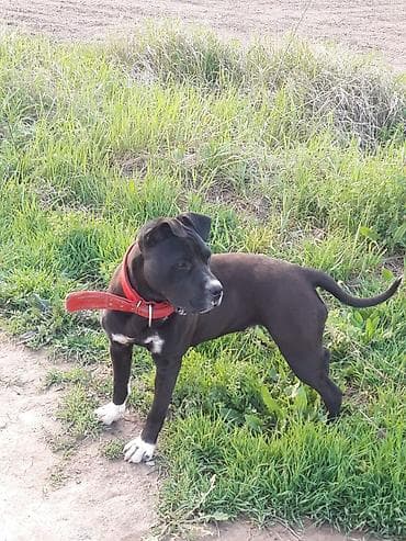 собака чихуахуа: Питбуль Кубинский Сатылат — 3