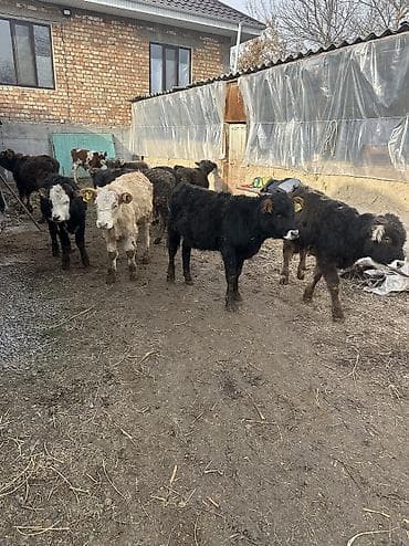 Продаю | Бык (самец) | Ангус, Швицкая, Симментальская | Для разведения at lalafo.kg Продаю | Бык (самец) | Ангус, Швицкая, Симментальская | Для разведения