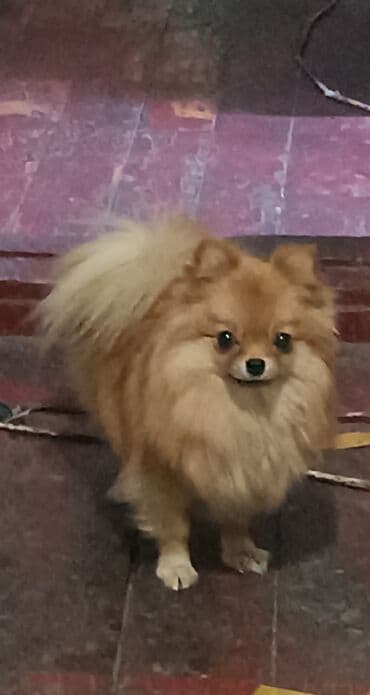 Шпиц, 2 года, Самка, С родословной