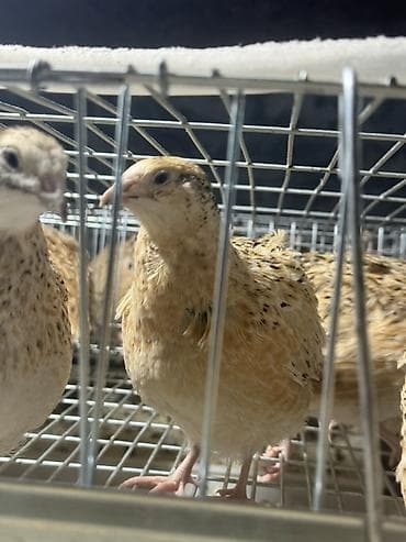 куры несушки: Продаются перепелки самцы живые для забоя самостоятельно! Молодняк — 1