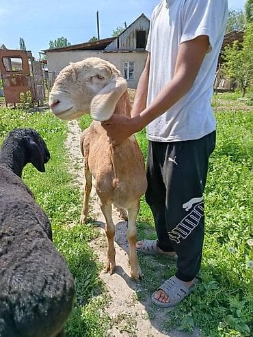 Айыл-чарба жаныбарлары: Сатам | Кочкор (эркек) | Көбөйтүү үчүн | Асыл тукумдуу — 4