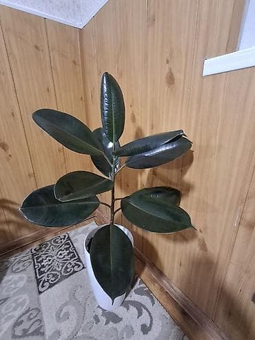 цветы драцена: Продаю не прихотливых, адаптированных комнатных цветов, Все виды — 10