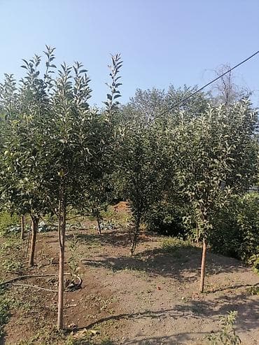 Продаю 4 х комнатный дом + санузел, площадью 102кв.м в г at lalafo.kg Продаю 4 х комнатный дом + санузел, площадью 102кв.м в г