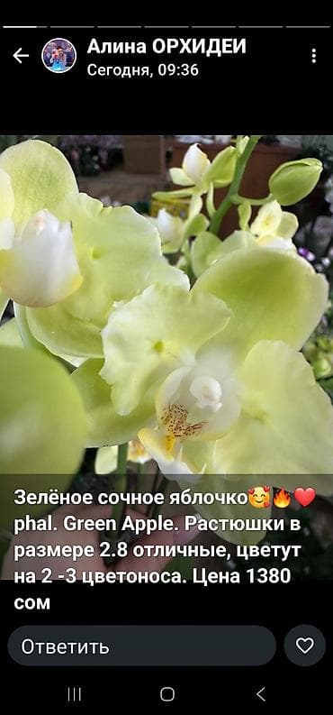 фал: НЕДОРОГО. РАСПРОДАЮ КОЛОЕКЦИЮ ОРХИДЕЙ. ВСЕ СОРТОВЫЕ. ПЕРЕСАЖЕНЫЕ — 10