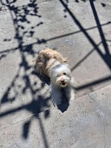 Маленькая декоративная собака, смешанная порода (по типу