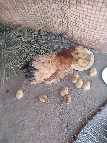 цеплята бройлер: Продаю | Куры | Домашняя | Для разведения — 4