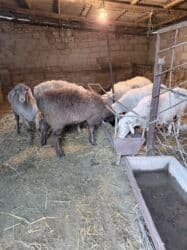 продажа щенков немецкой овчарки с документами в бишкеке: Продаю | Овца (самка) | Для разведения, Для шерсти, На забой | Матка, Ярка, Кастрированные — 4