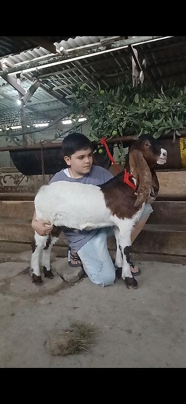 куплю тук: Продаю | Козёл (самец), Козлёнок | Камори | Для разведения, Для молока | Племенные, Осеменитель — 3