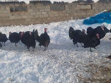 индюк живой: Продаю | Индюк (самец) | Черный принц | На забой — 3