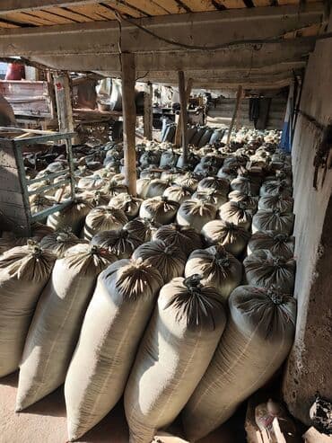 сх животные и товары: Продаю сухую кукурузу в зёрнах сорт Пионерготовые уже затареные в — 8