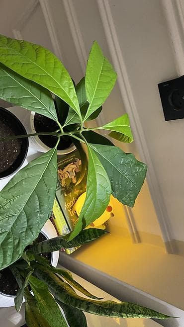 монстера цена: Авокадо 🥑 - Плодоносит. - Полив: раз в 7–9 дней. - Листья здоровые — 4