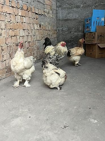 попкорн зерно: Продаю | Куры | Брама | Для разведения — 3