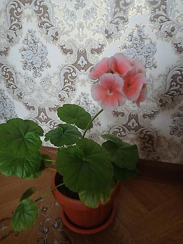 Герани и пеларгонии