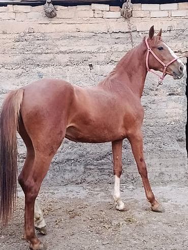 город ош кошка: Продаю | Кобыла (самка) | Конный спорт — 3