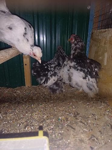 пти брабансон: Продаю | Куры | Для разведения — 5
