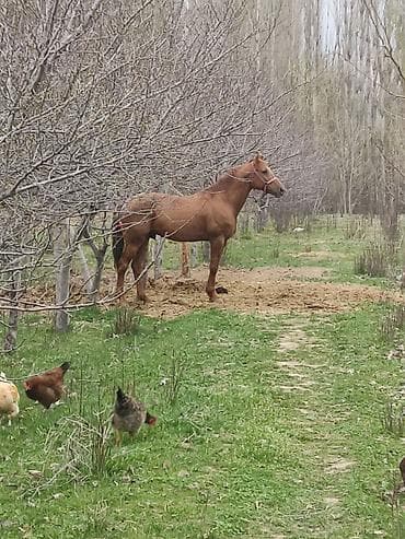 ат сатып алам: Продаю | Жеребец | Арабская — 1