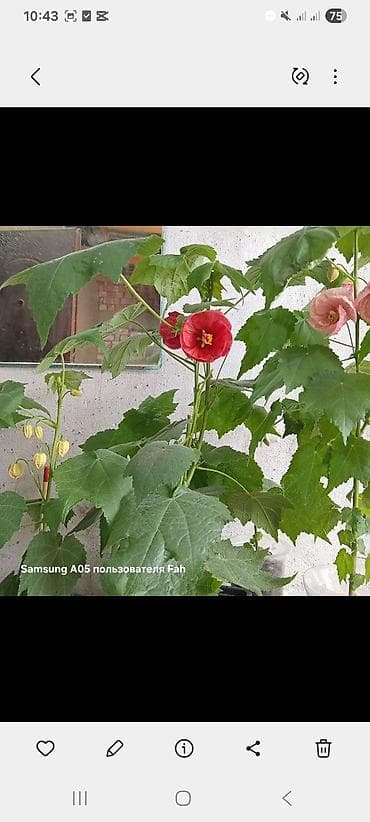 Бөлмө өсүмдүктөрү: Комнатные растения в горшках - Абутилон (комнатный клен) — несколько — 4