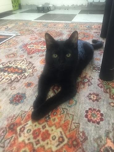 британская кошка цена бишкек: Кошка даром: Бомбейская, 2 месяца, Мальчик — 2