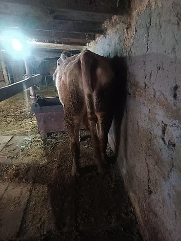 абиссинская кошка бишкек: Продаю | Корова (самка) | Полукровка | Для разведения — 4