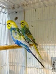 клетка для волнистого попугая: Молодежь волнистых папугаев оптом и в розницу)насчёт доставки — 11