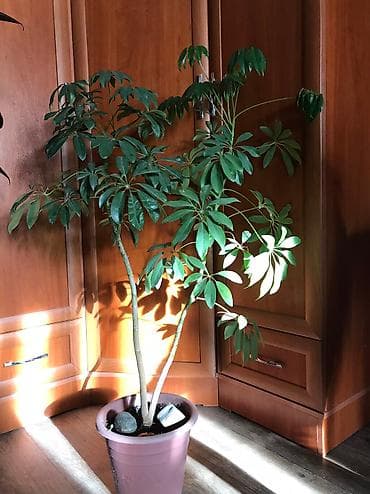 Шеффлера
Цена:2000 сом
Телефон:,этот же номер в вотсапе есть