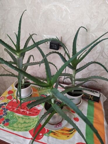 Продаю АЛОЭ . Возраст более трёх лет Цена 500 сом. за 1 шт. Всего